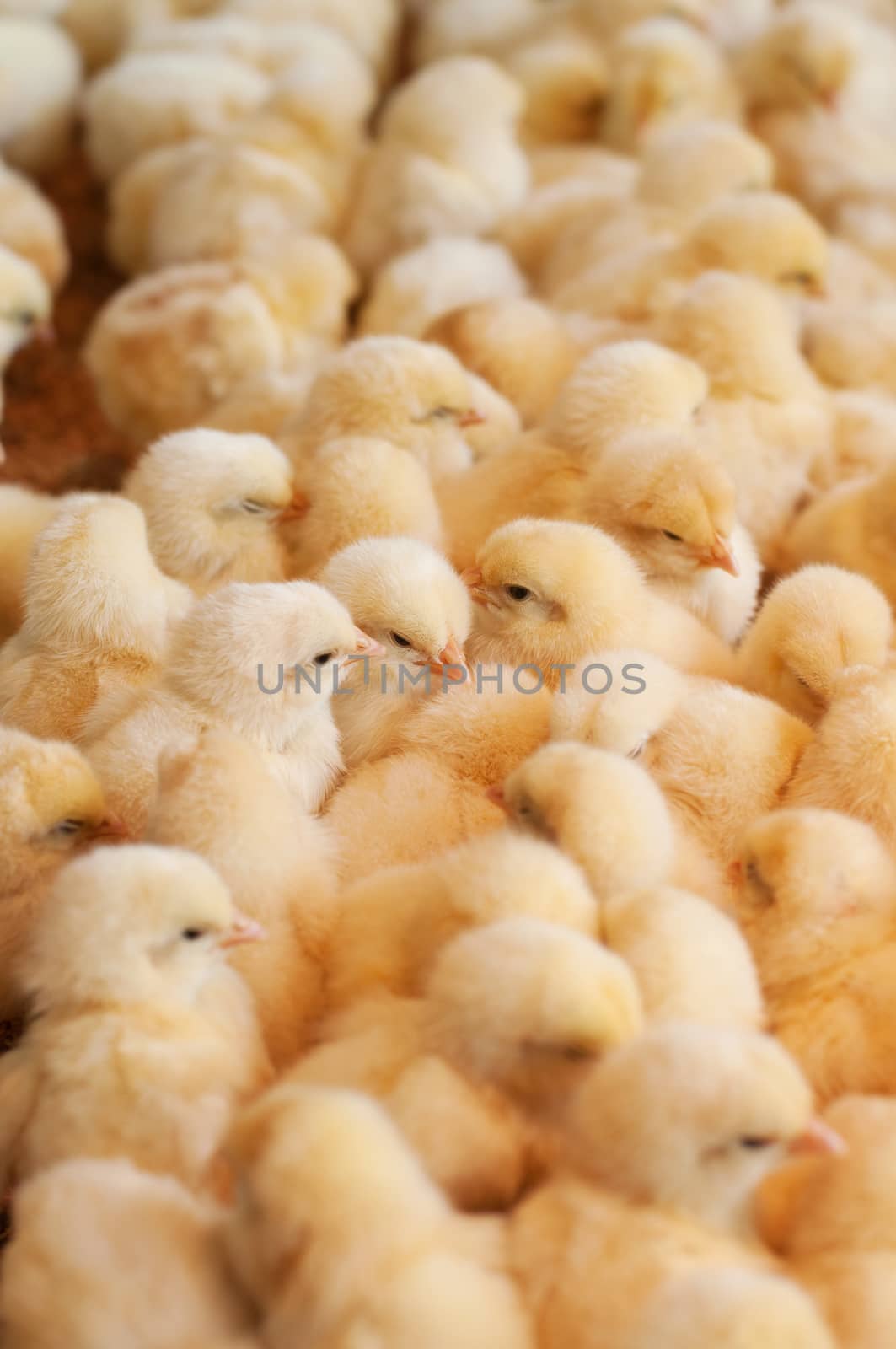Young yellow chickens on a poultry farm.