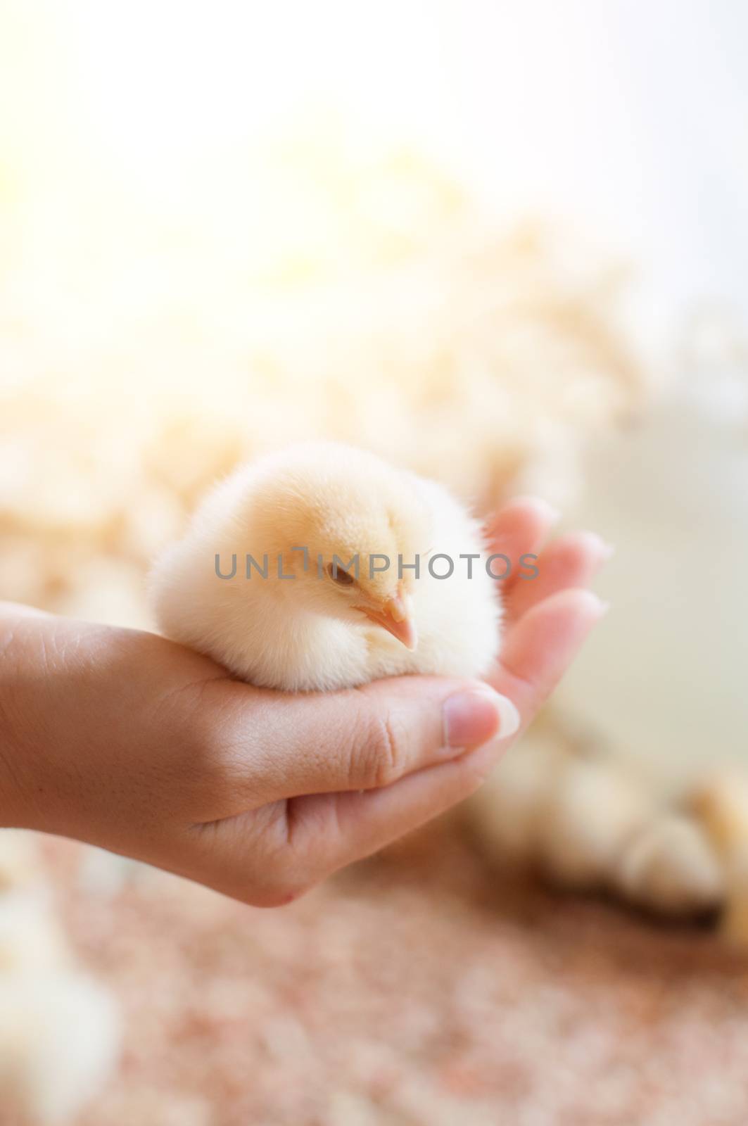 Hand holding baby chick by szefei