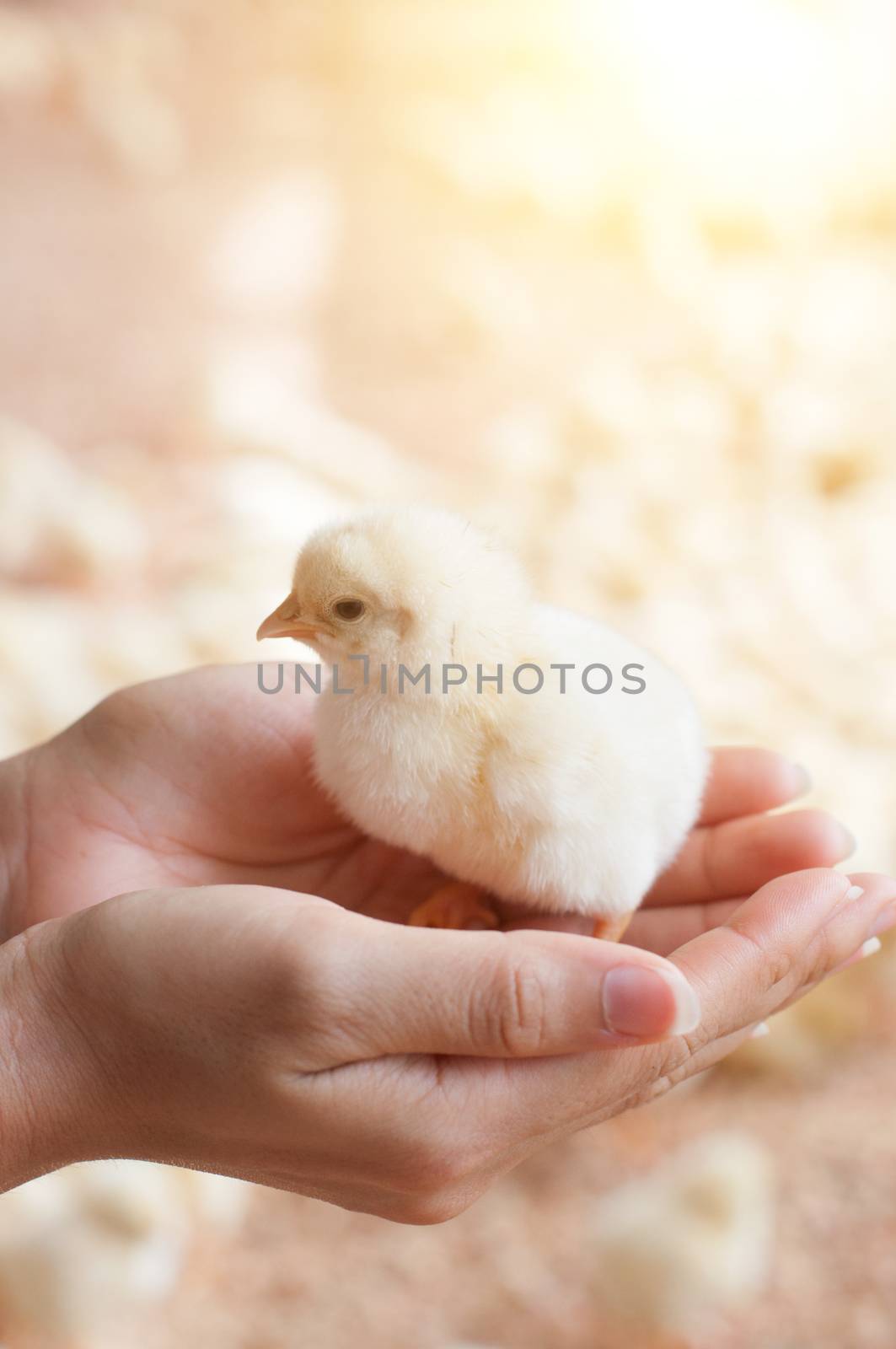 Hand holding newly hatched chick on a chicken farm