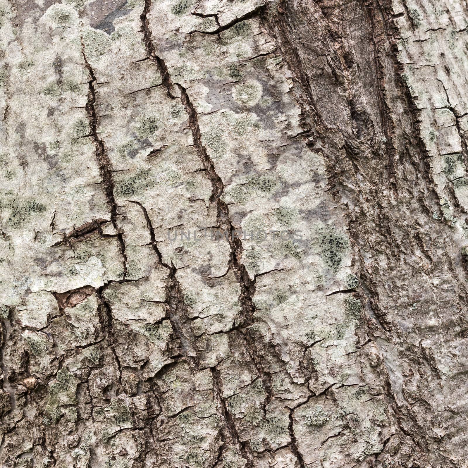 Texture (background) shot of brown tree bark, filling the frame.