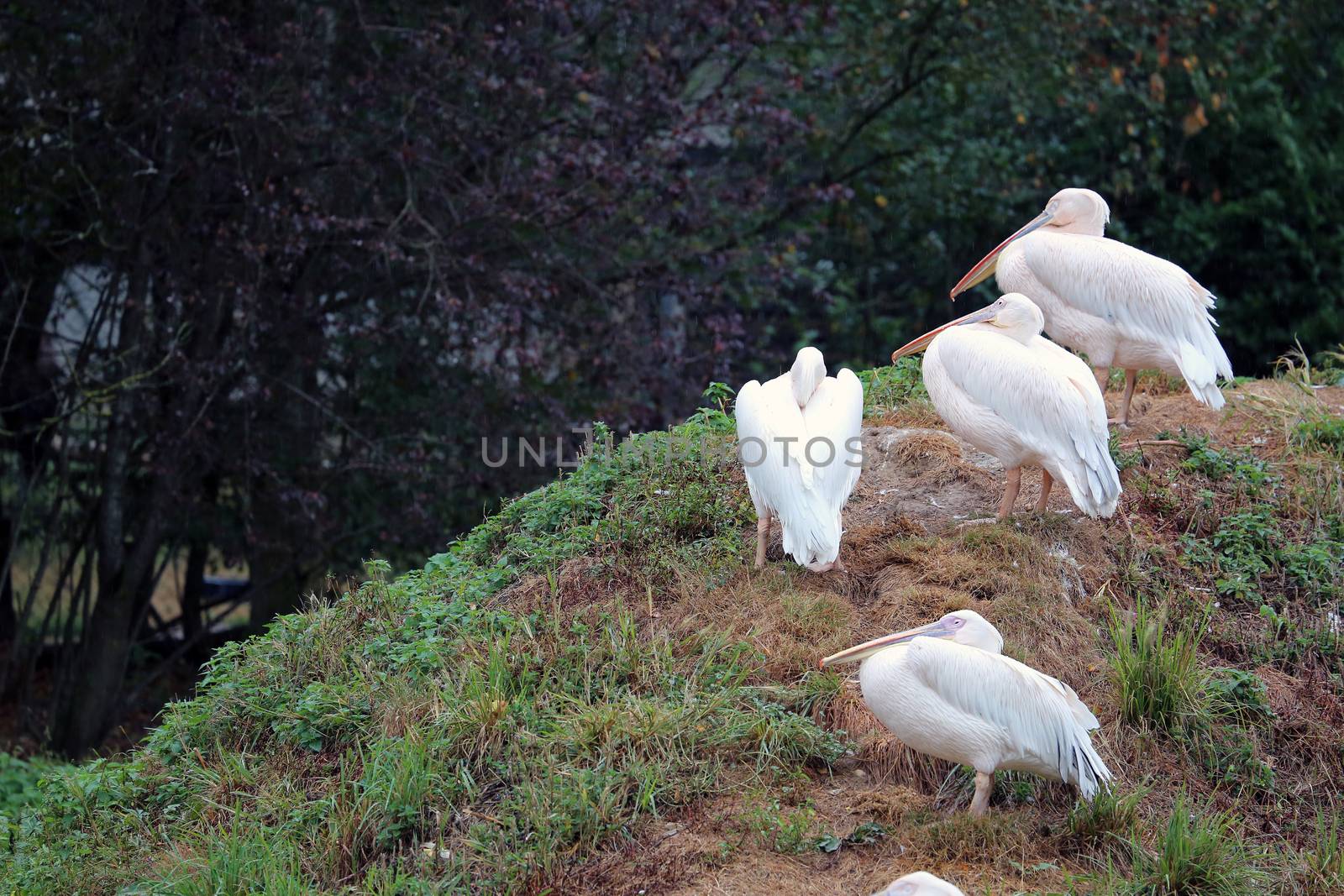 Great White Pelican In Heavy Rain by bensib