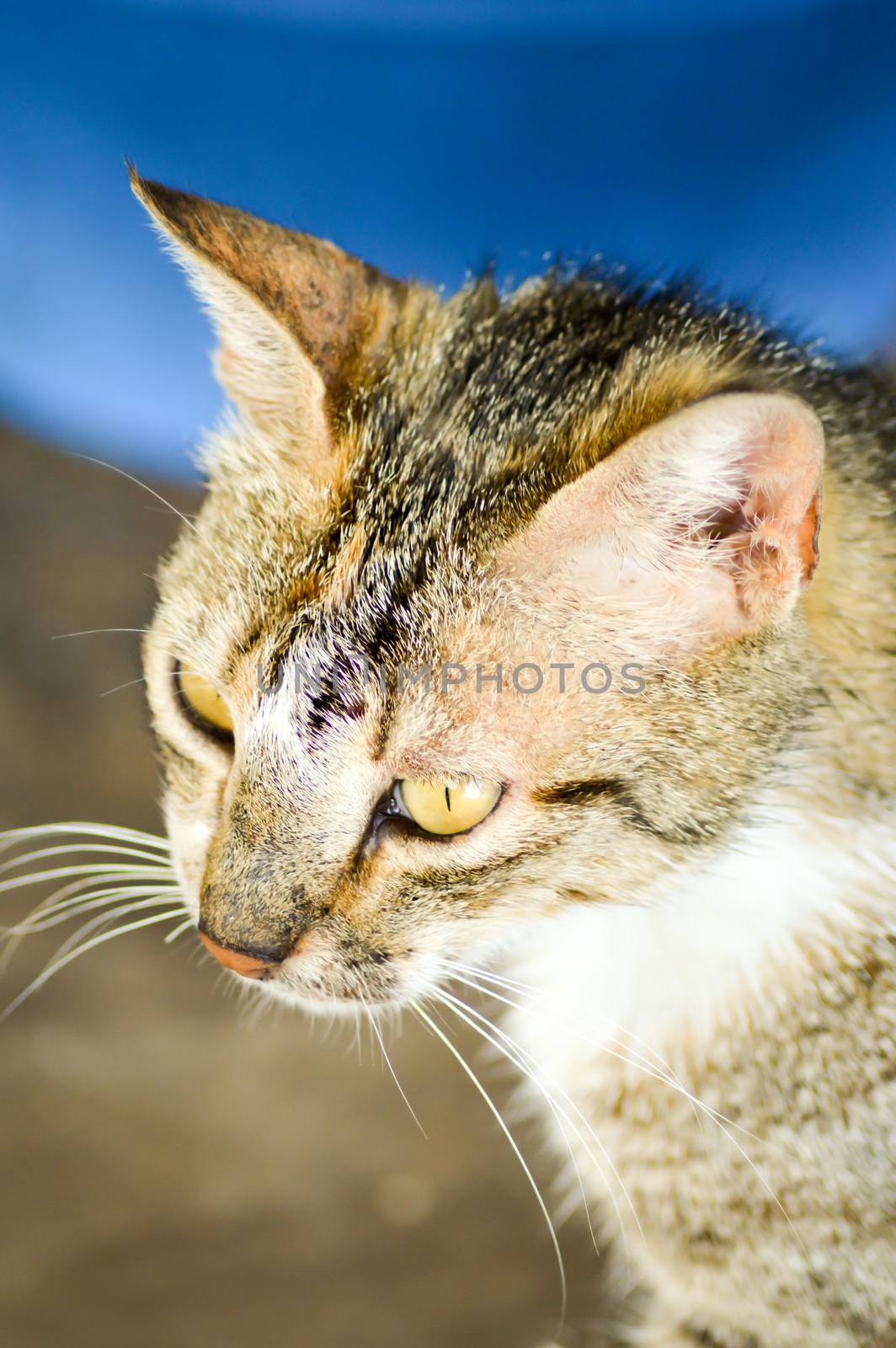 Head of a gray and black cat in a village Cretans