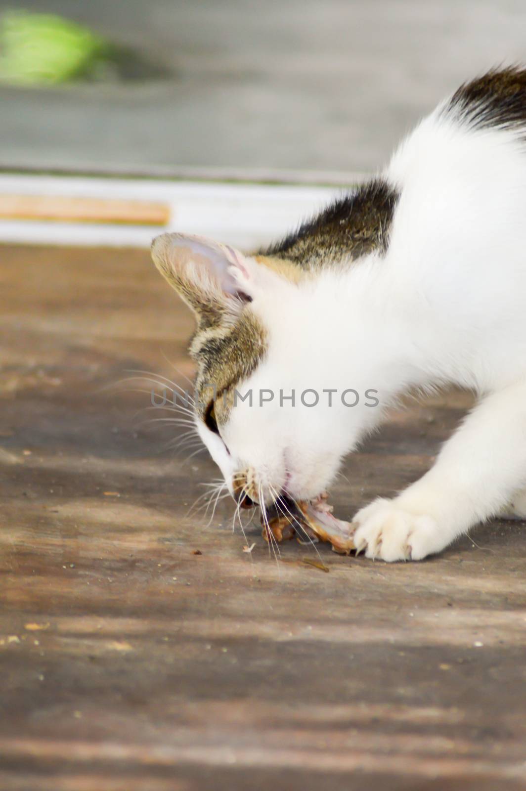 Black and white cat who tastes a piece of meat in a village Cretans