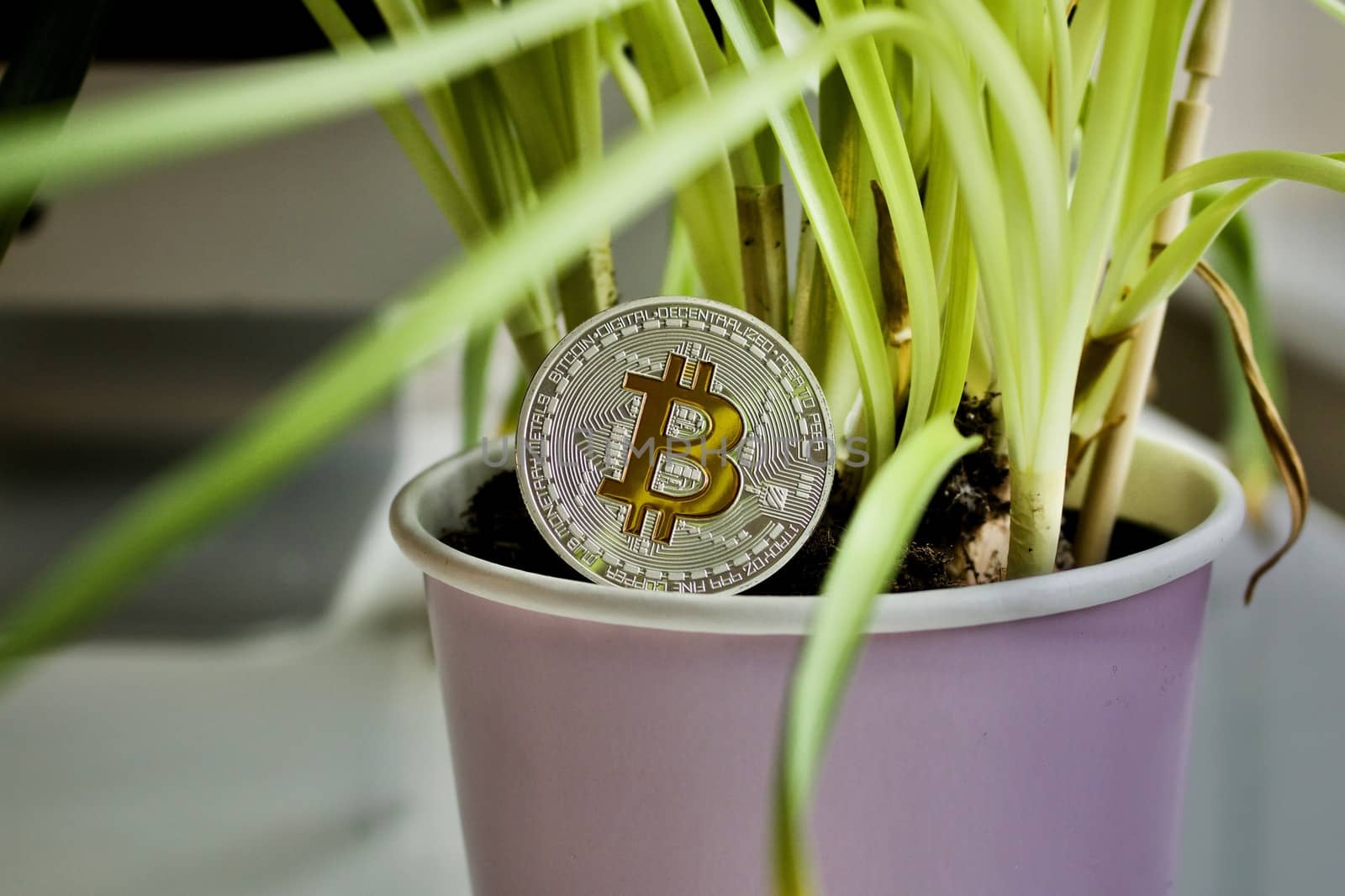 Cryptocurrency physical silver bitcoin coin with plant