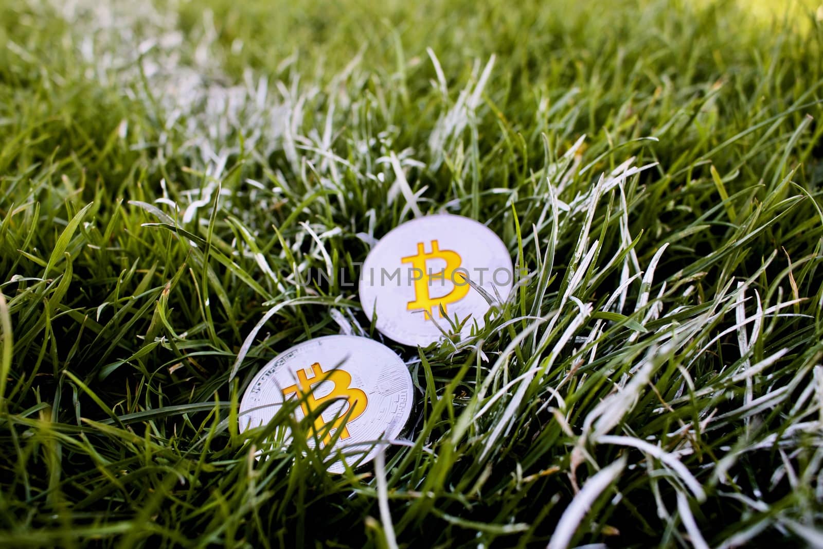 Cryptocurrency physical two silver bitcoin coins in grass on the spring.