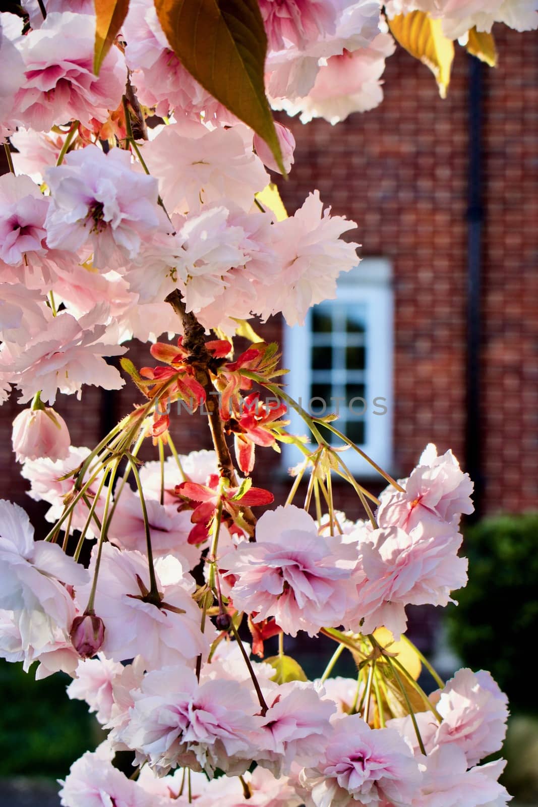 Brick house, window and flowering tree on the spring