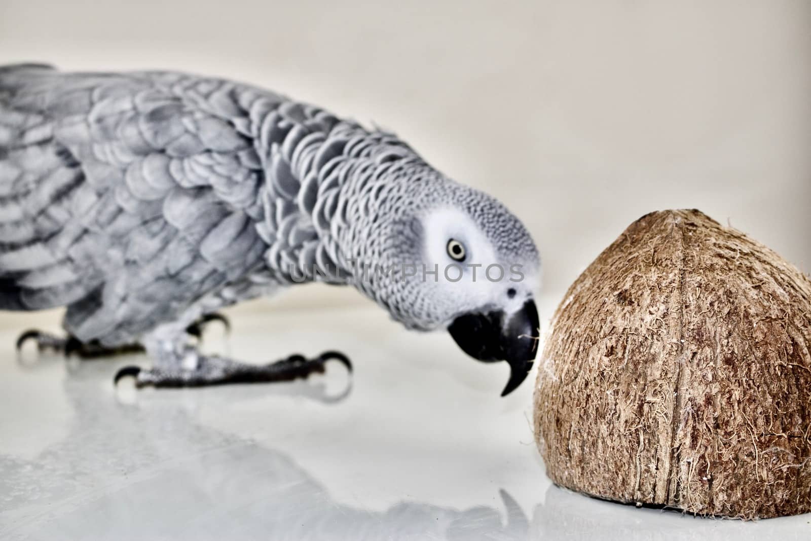 Pet. African grey parrot and coconut.