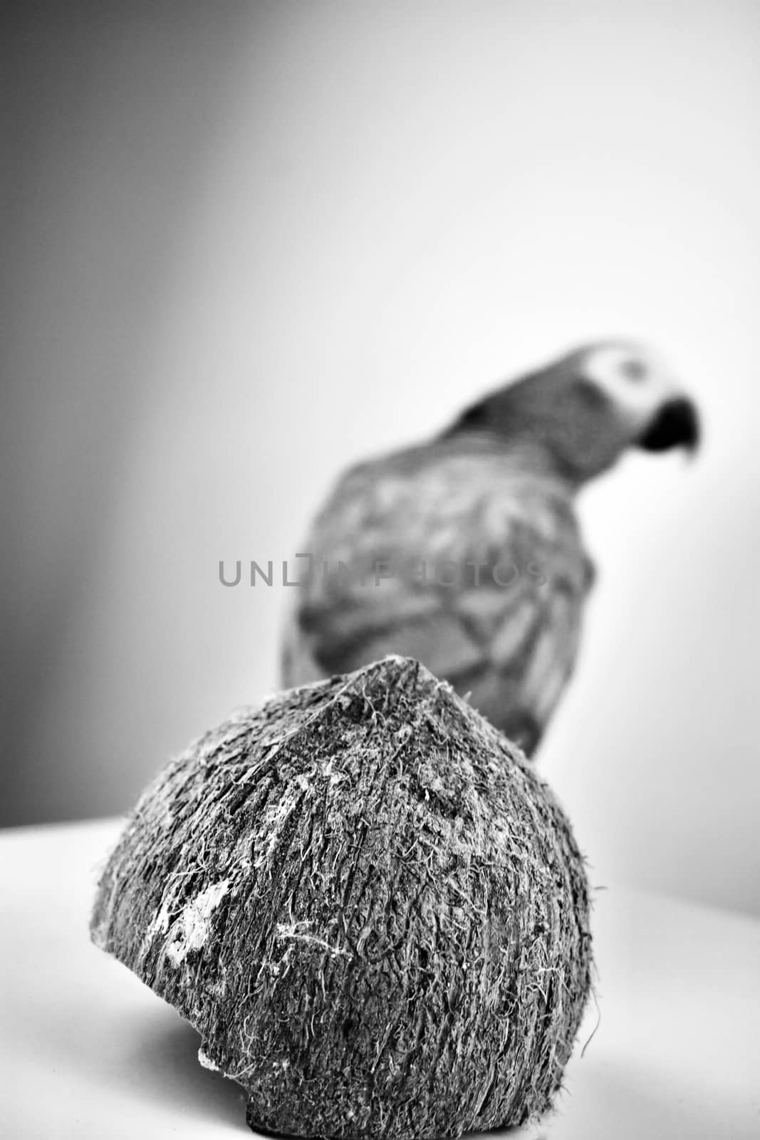 Black and white african grey parrot and coconut