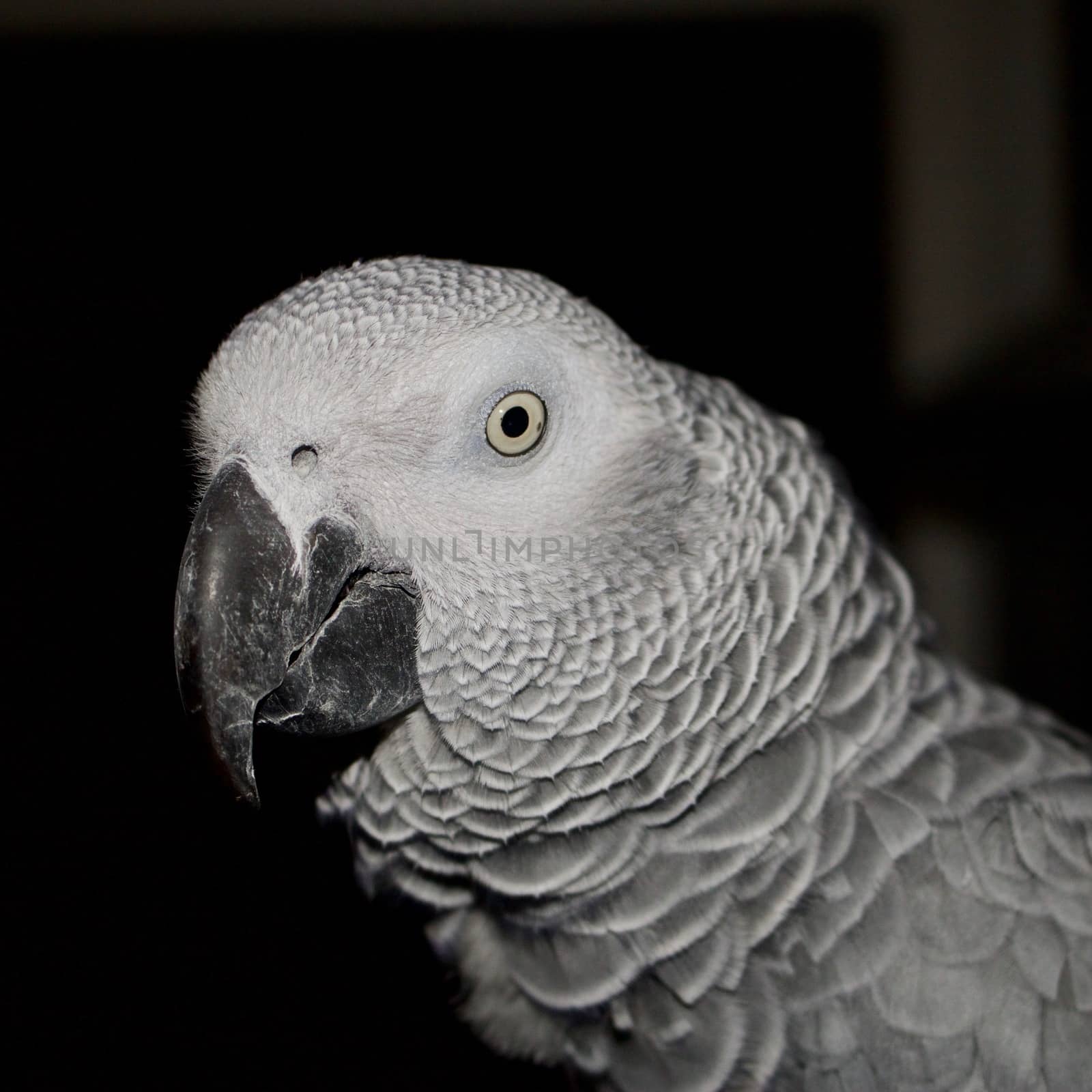 Wild pet. African grey parrot on black background