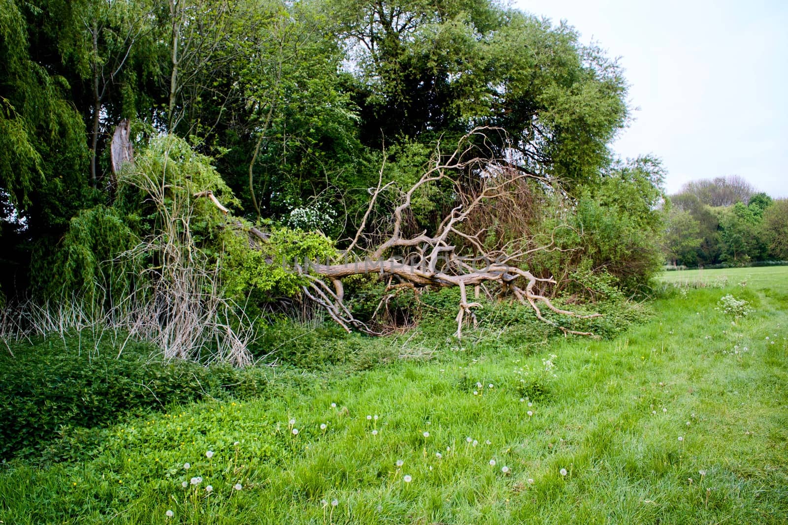 Old tree in Bedfordshire Area