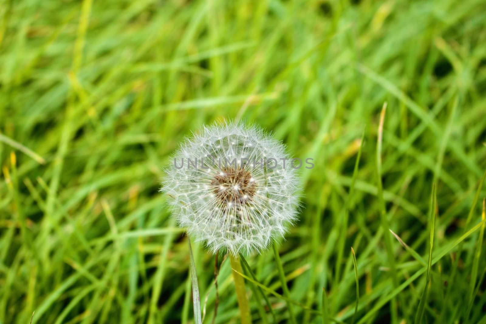 White dandelion on the green grass