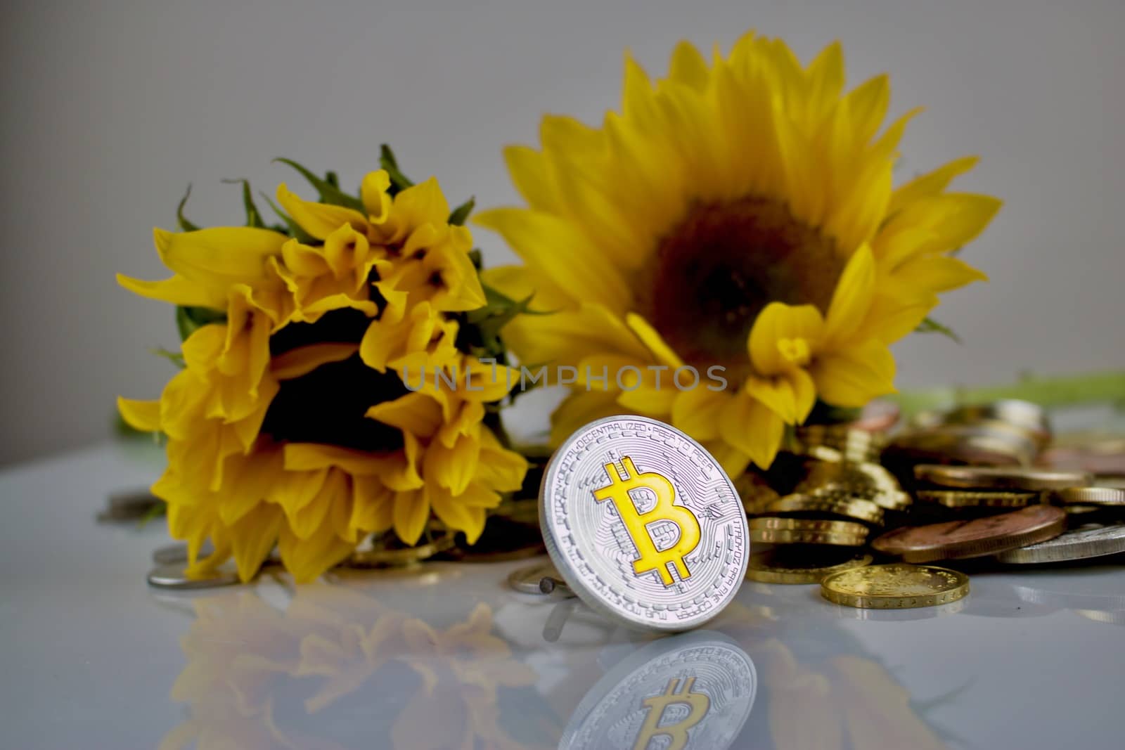 Digital currency physical silver bitcoin coin and yellow sunflowers.