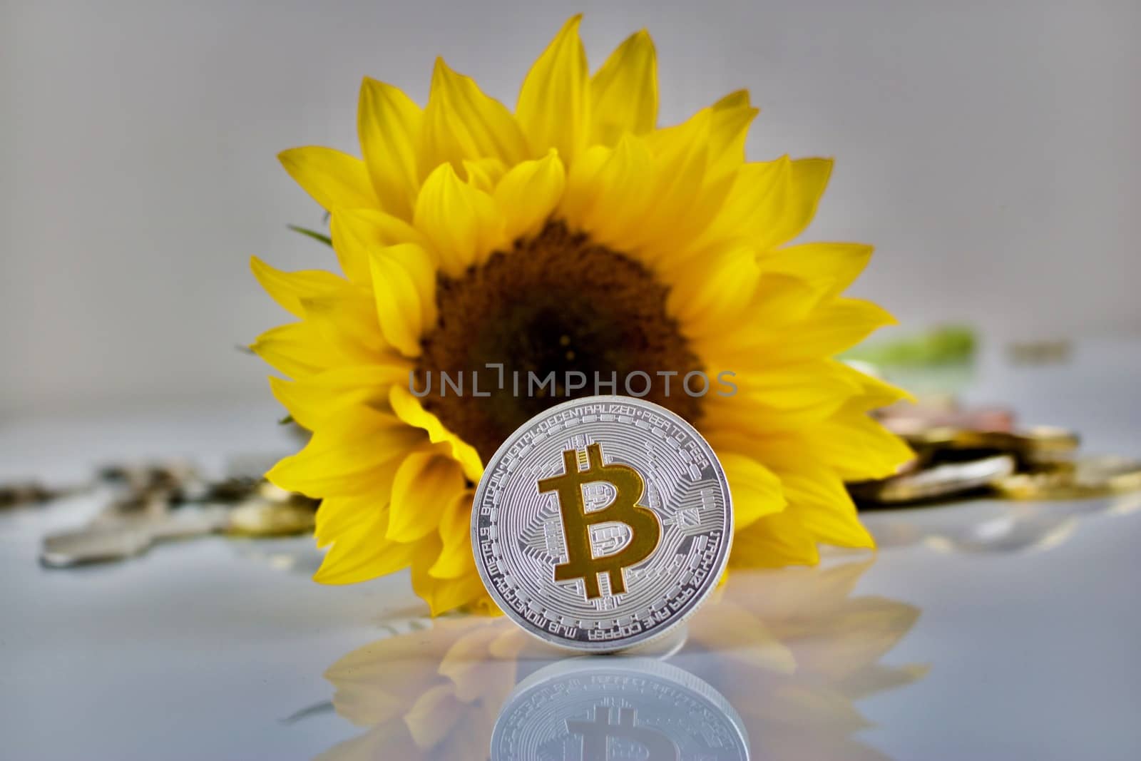 Physical cryptocurrency silver bitcoin coin with yellow sign and sunflower