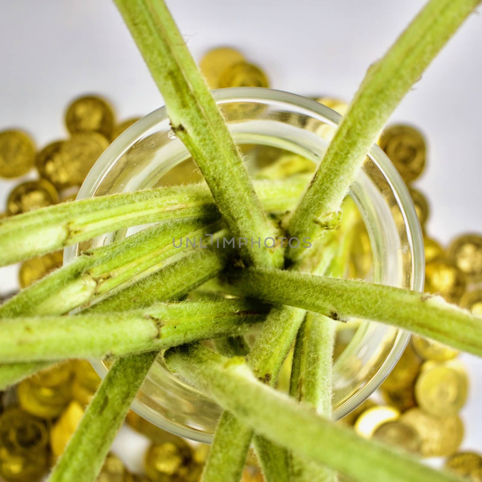 Green plants in water and gold money