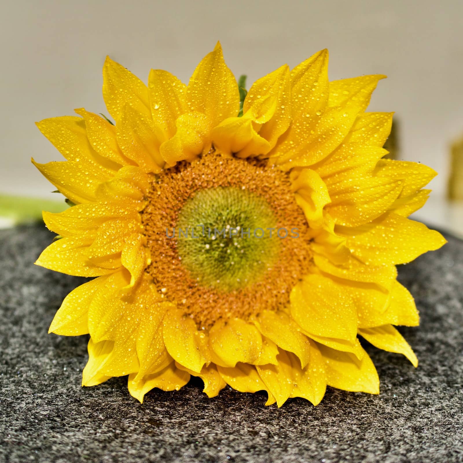Wet yellow natural sunflower