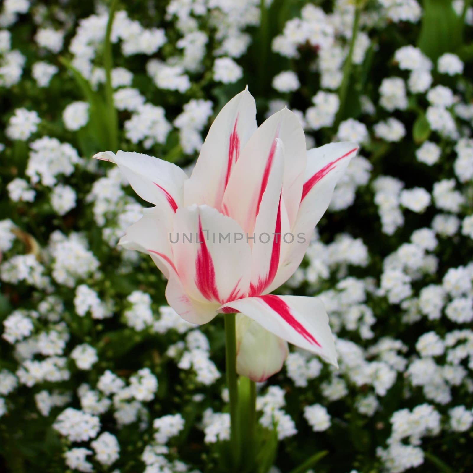 White flower on the green background