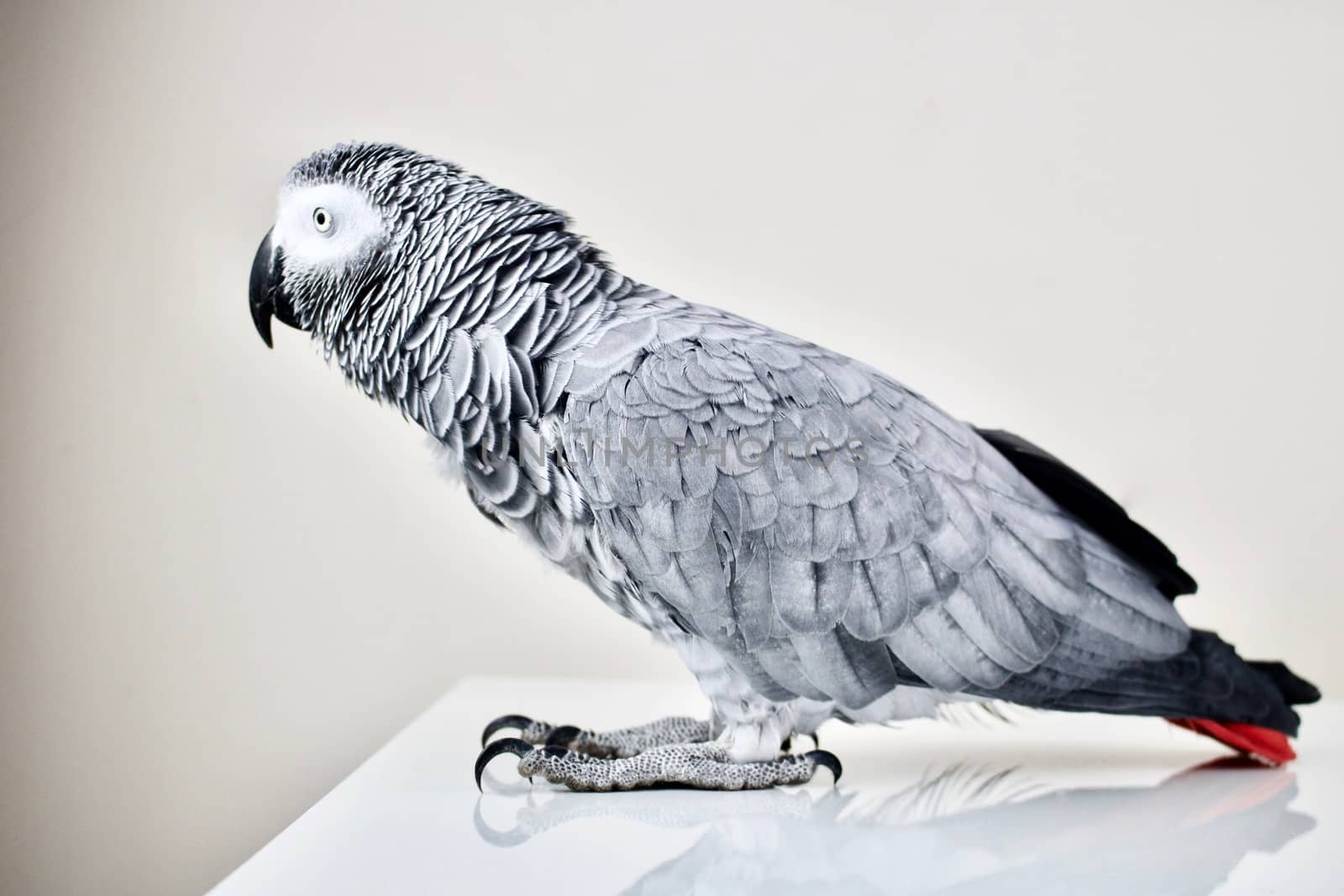 African grey parrot at home