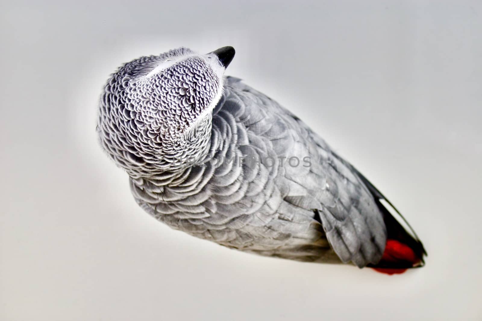 Flat picture of african grey parrot
