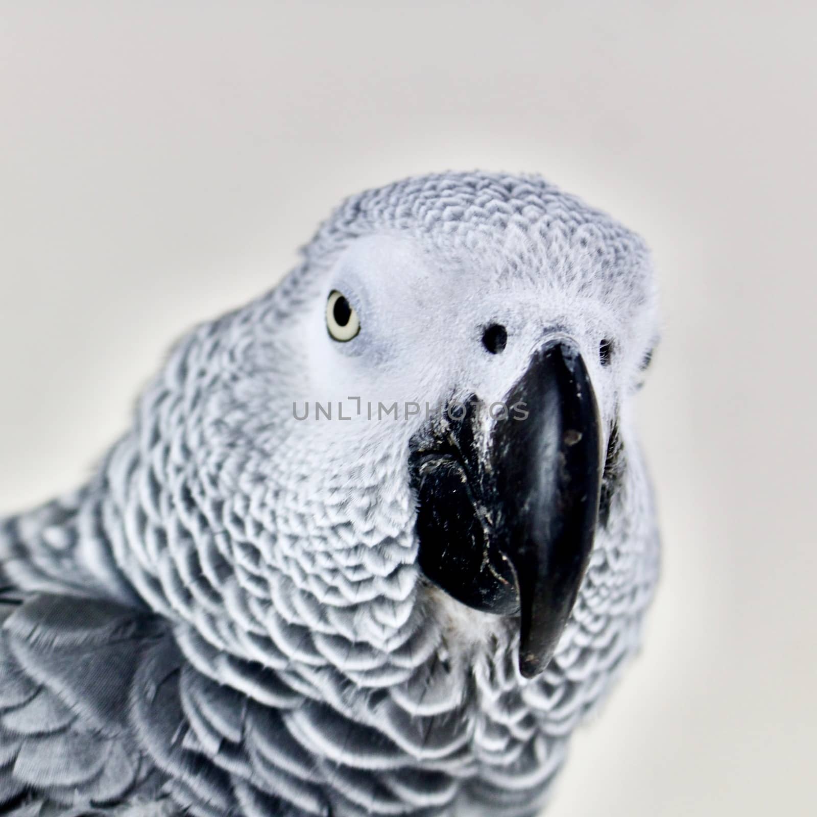 Home pet. Talking parrot. African grey parrot