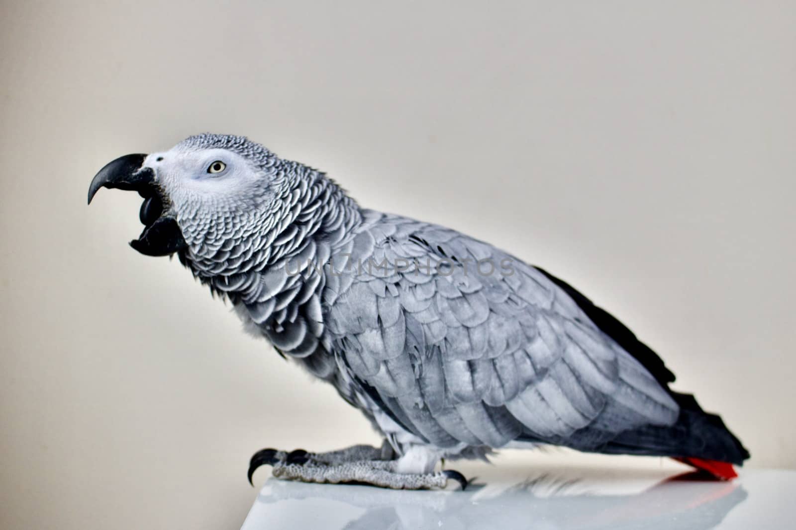Yawn african grey parrot home pet.
