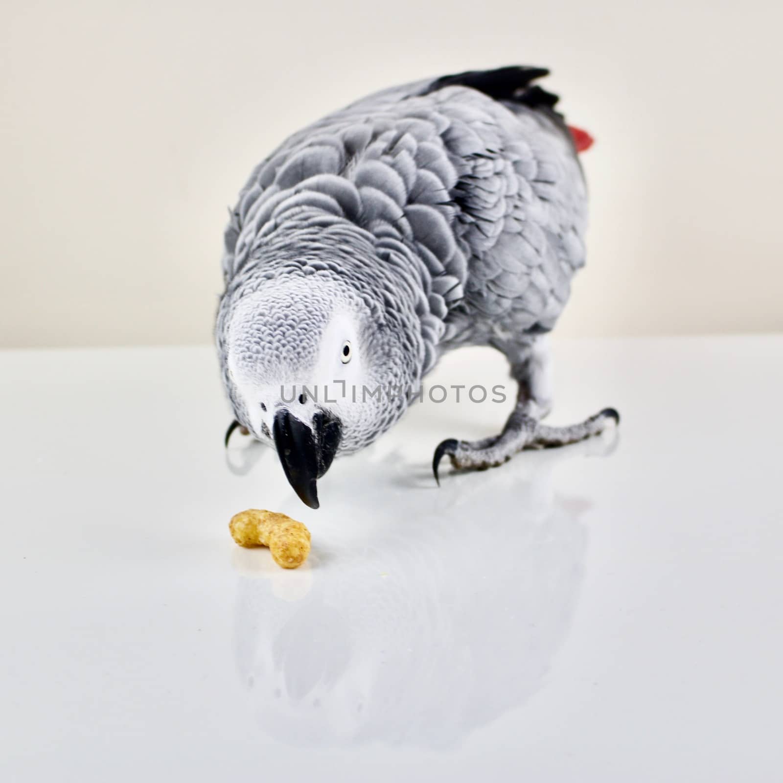 African grey parrot smell peanut crisp