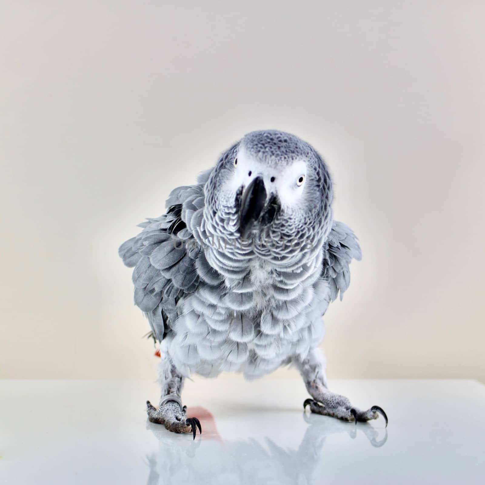 African grey parrot by adriantoday