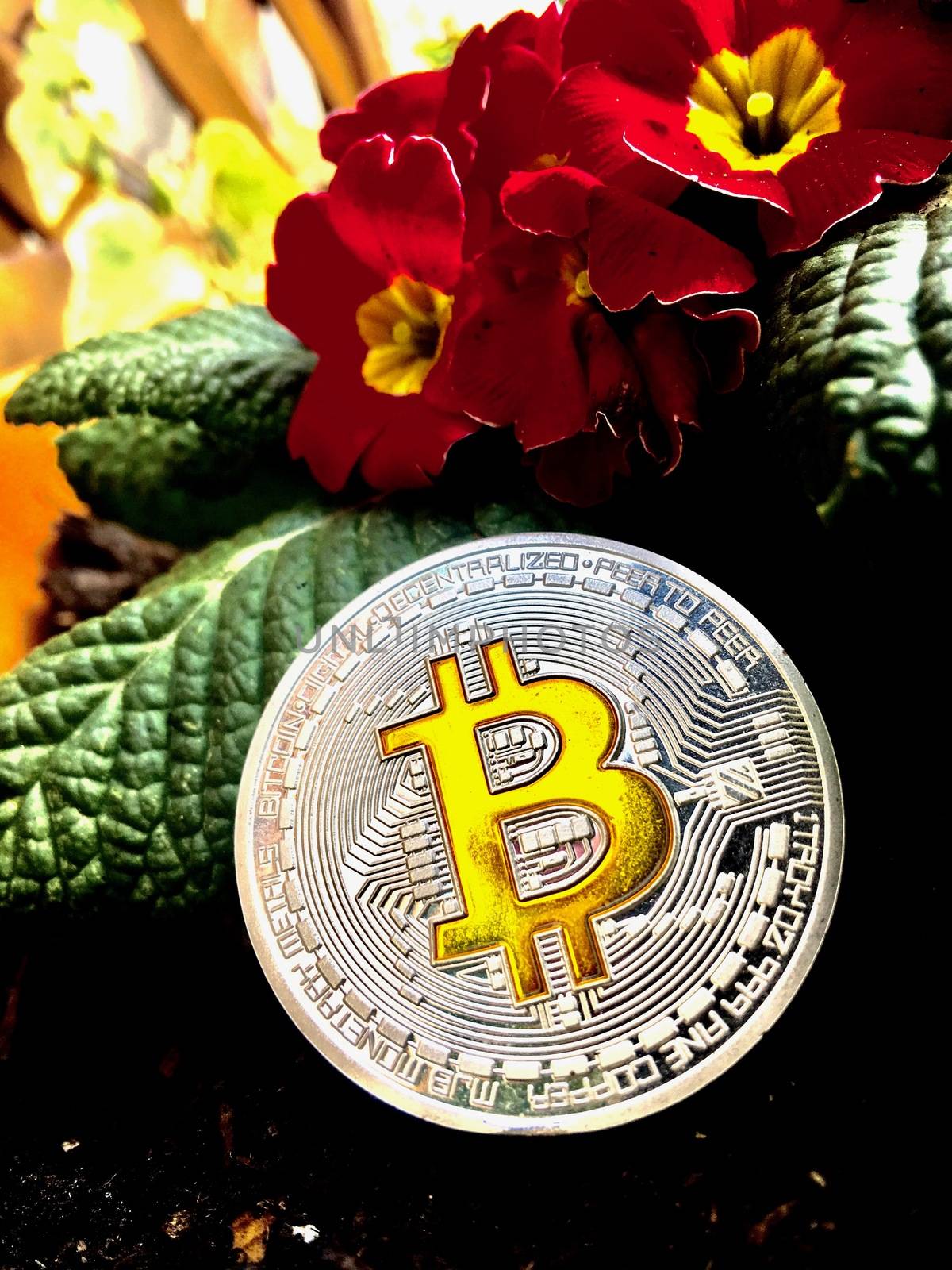 Digital currency physical silver bitcoin coin and near red flowers