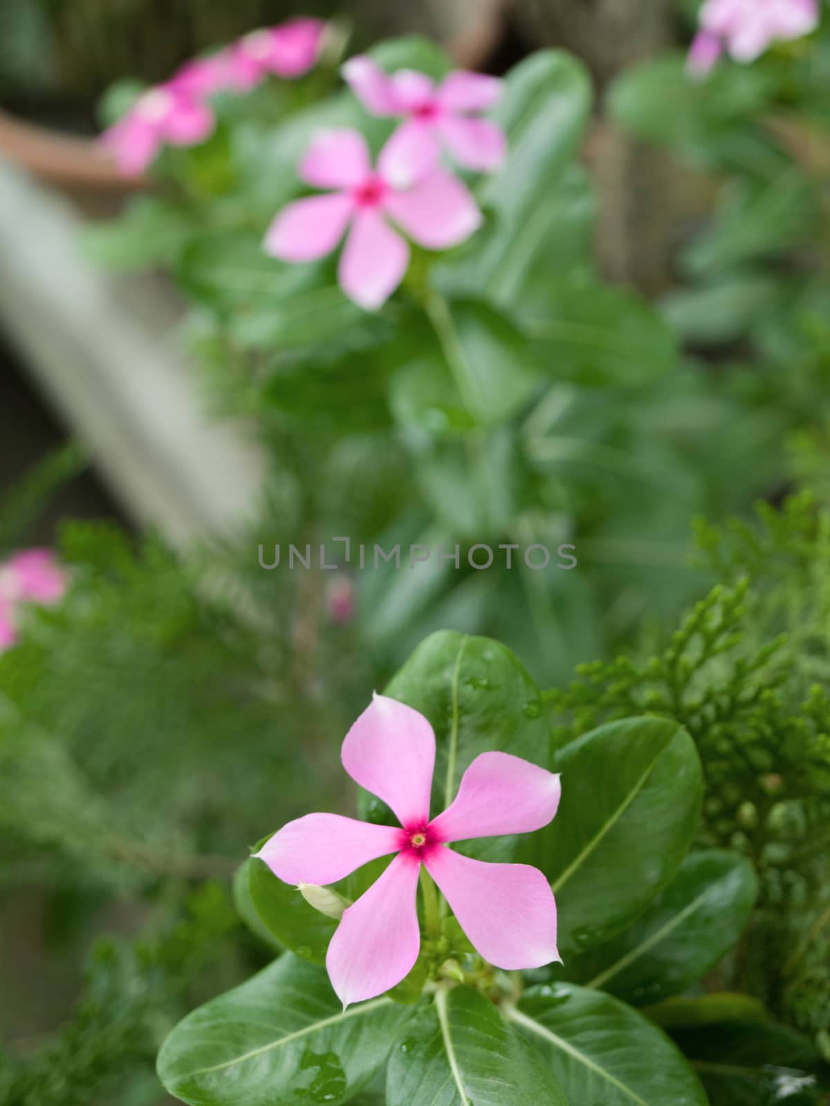 COLOR PHOTO OF PERIWINKLE FLOWER IN GARDEN UNDER SUNLIGHT