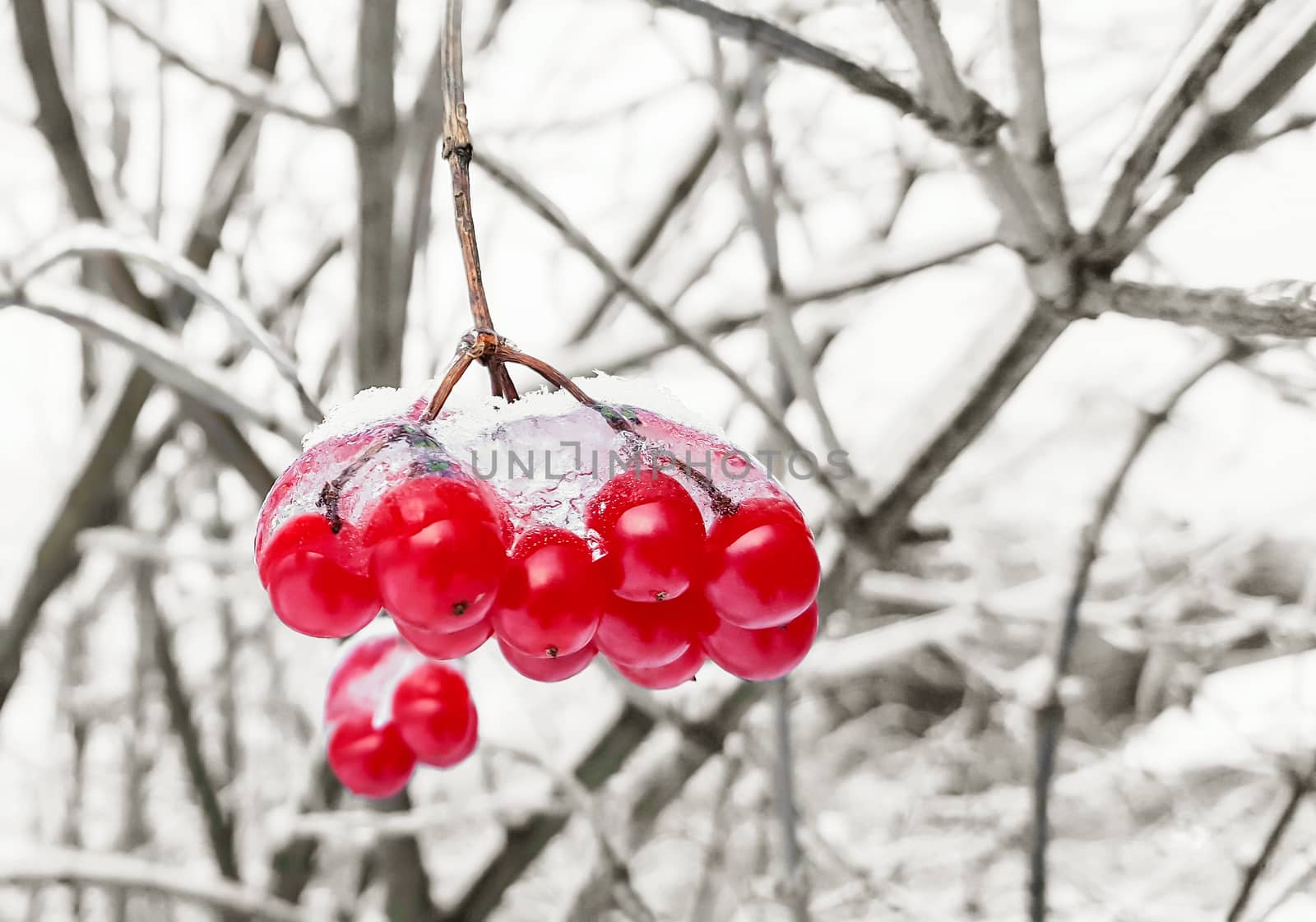 Viburnum branch with red berries in snow by zeffss
