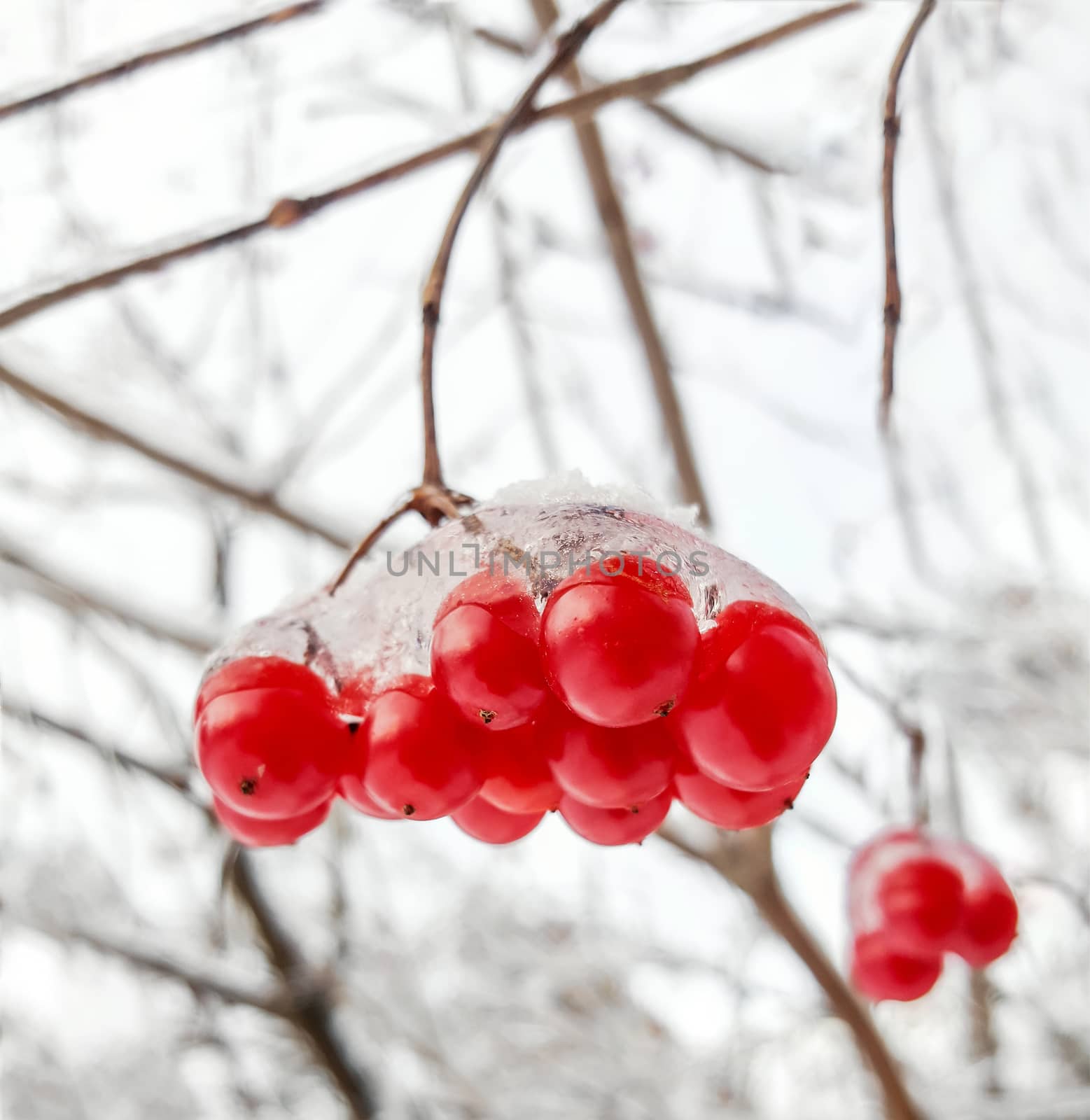 Viburnum branch with red berries in snow by zeffss