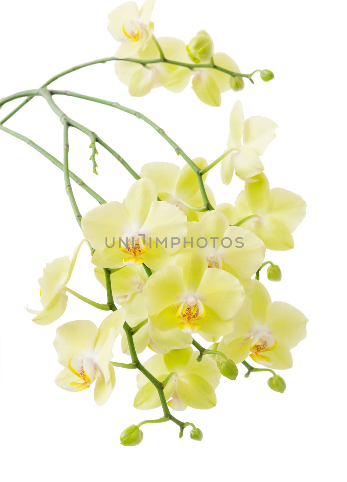 Many flowers of yellow Phalaenopsis Orchid isolated on a white background