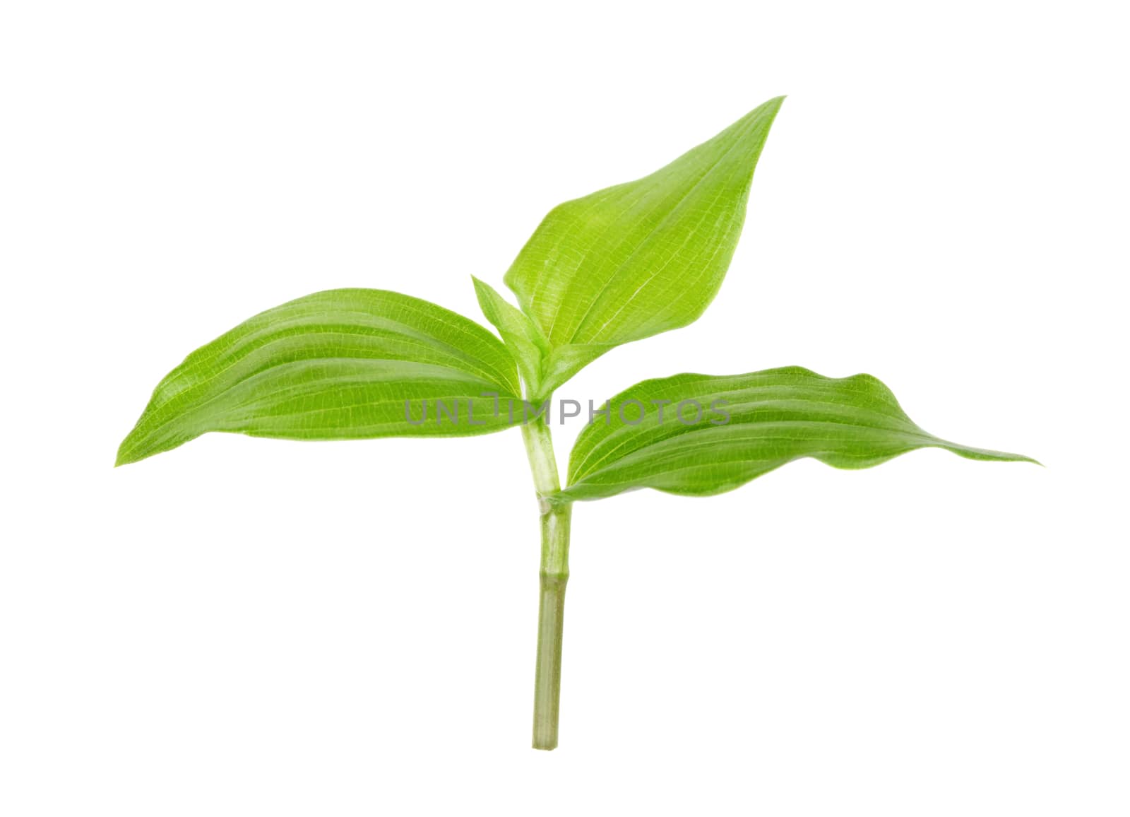 Small green fresh sprout with three leaves, isolated on white background