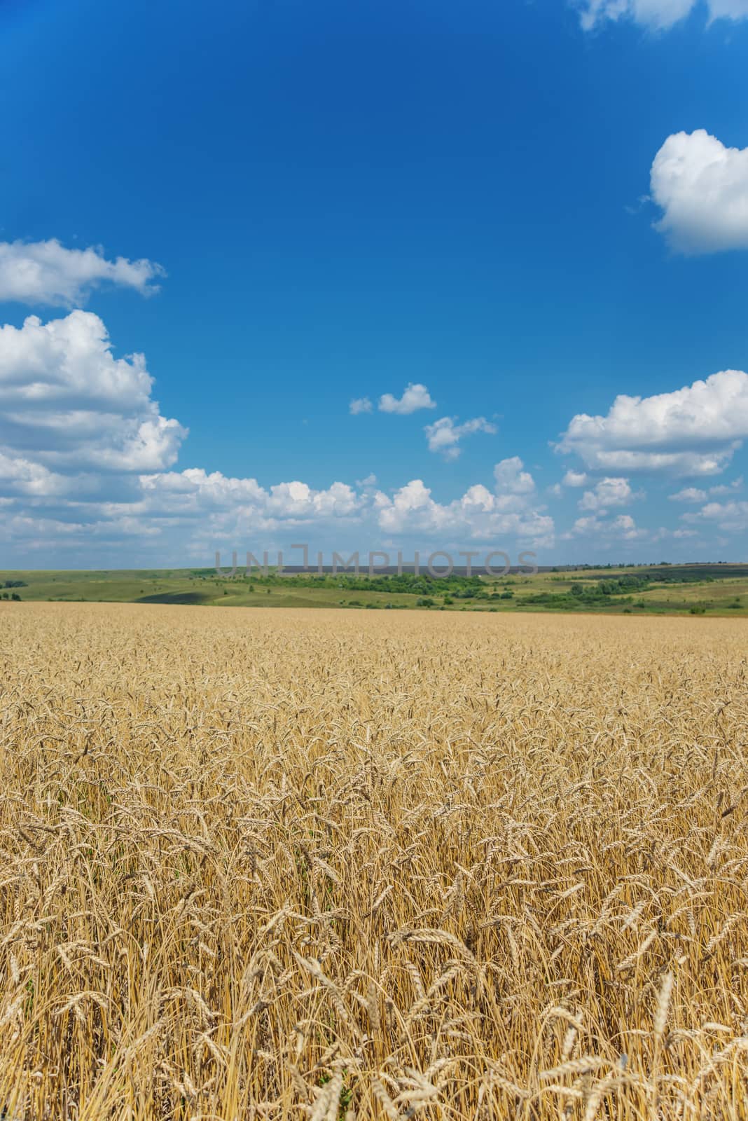 Beautiful rural landscape: a large field of ripe wheat and blue sky with white clouds; vertical photo