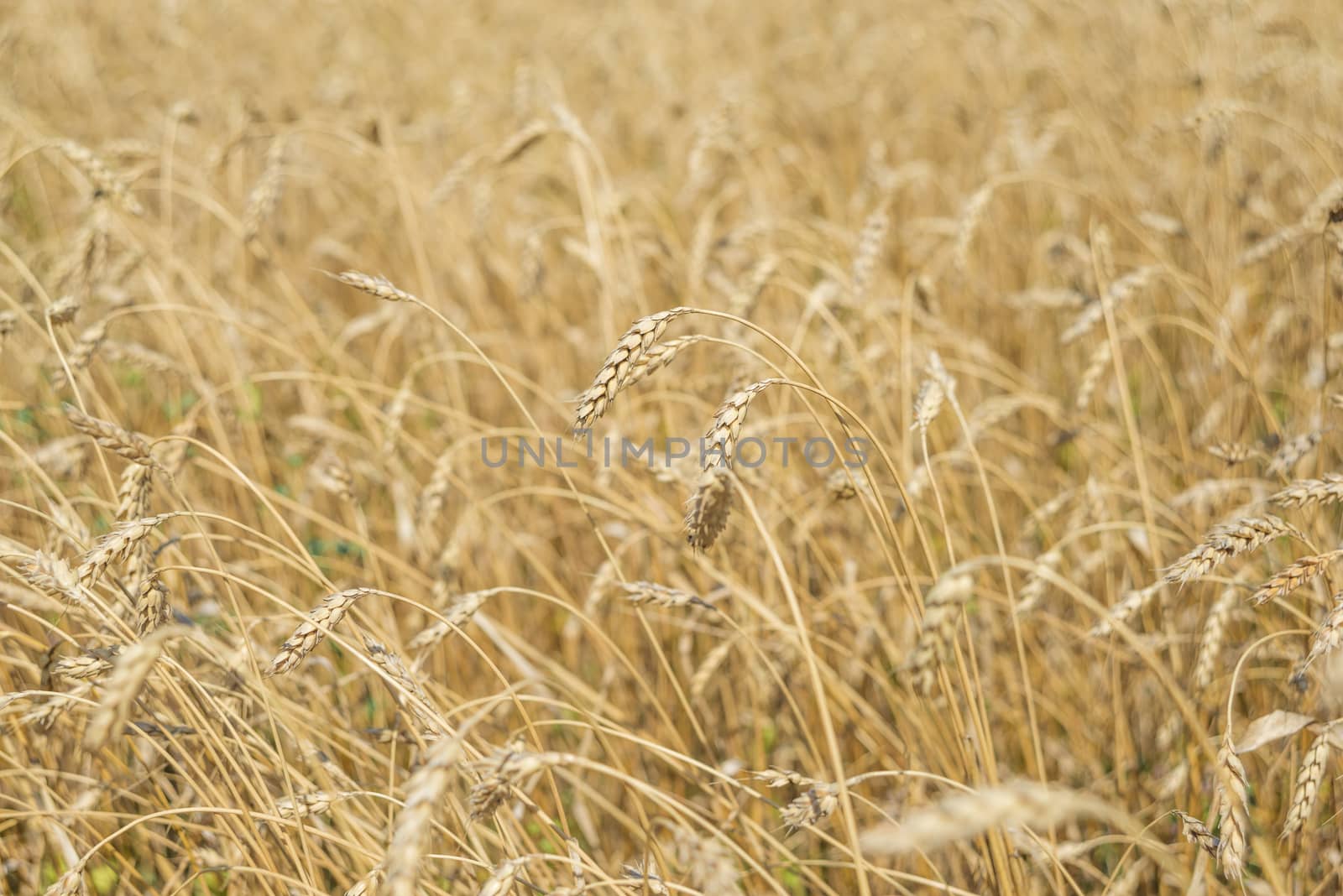 Field with a large golden ears of ripe wheat close-up