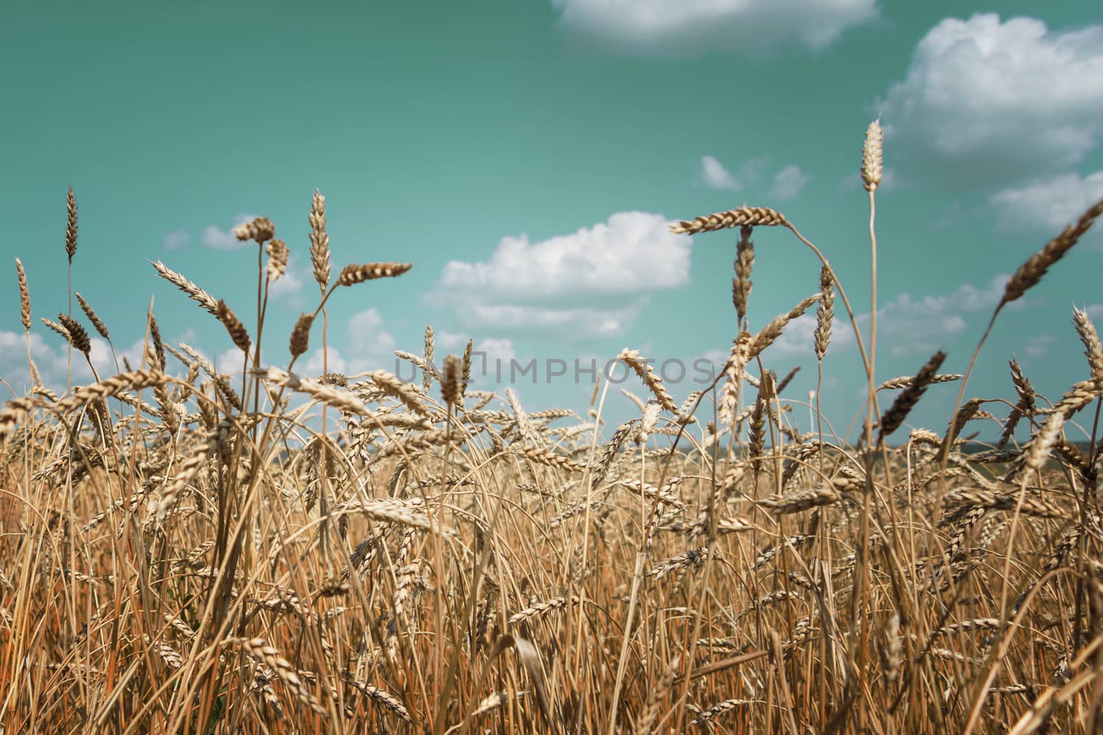 Field of ripe wheat and sky with clouds by Epitavi