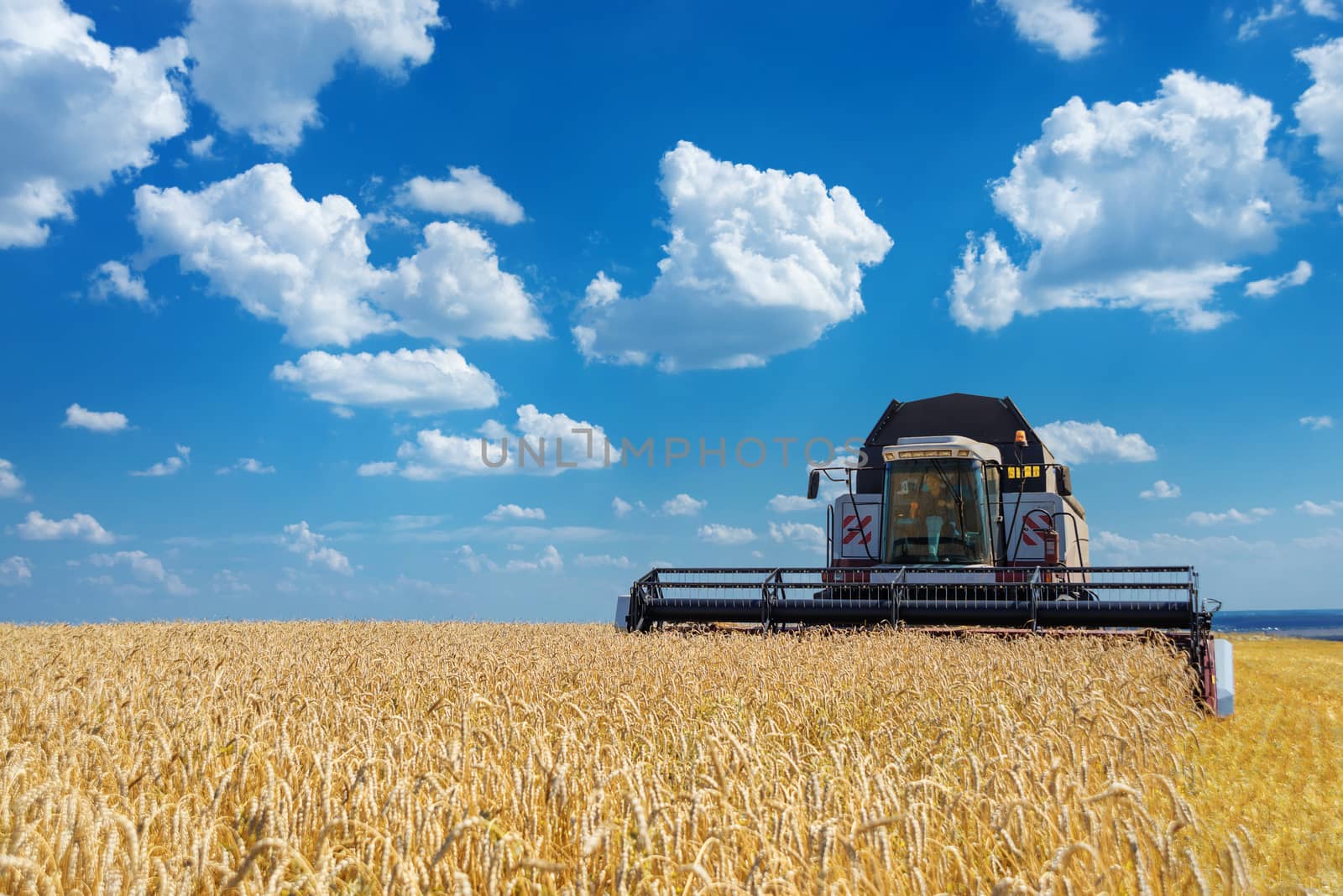 Combine harvester gather the harvest on a large field of ripe wheat against a blue sky with white clouds