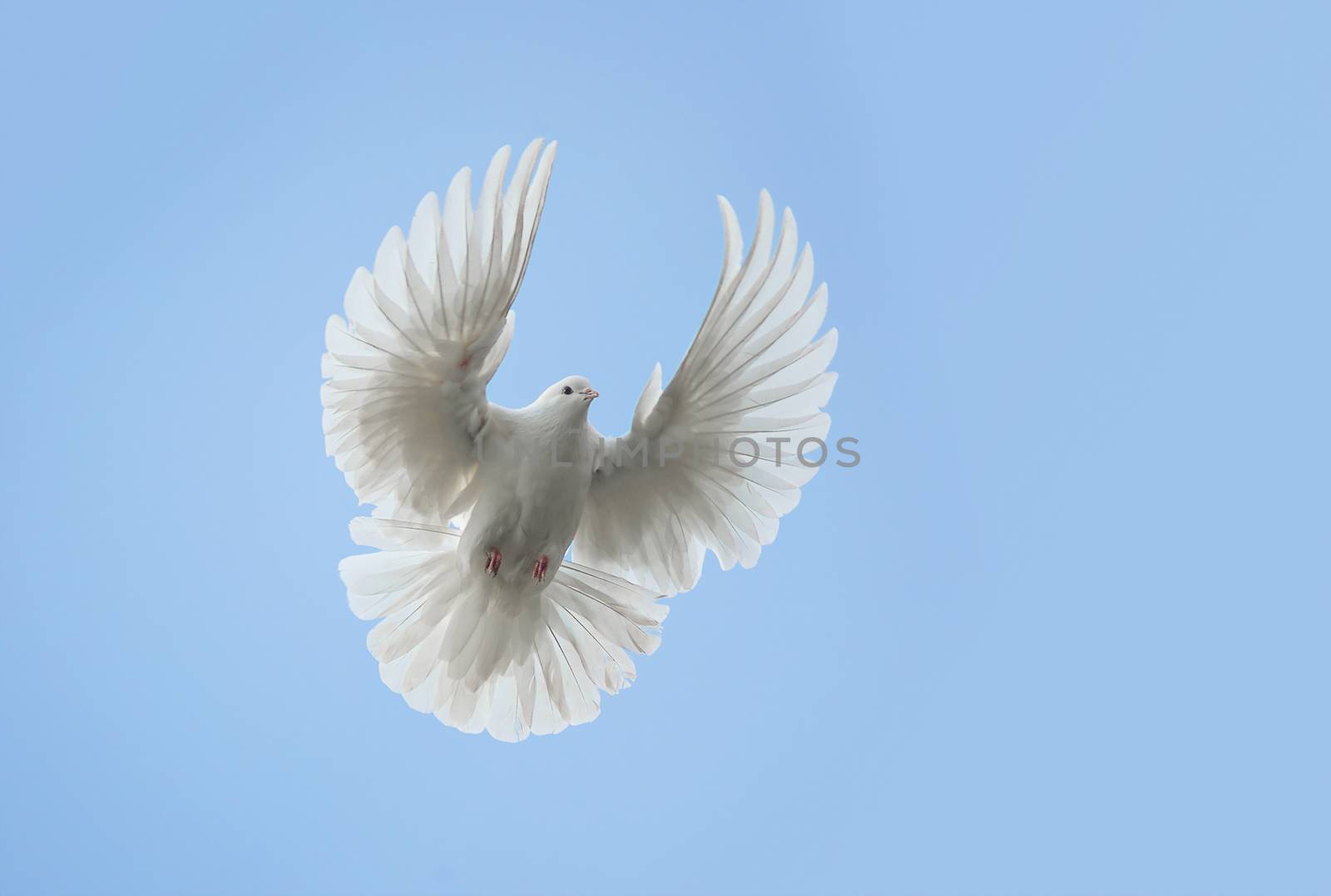 White dove flying against the blue sky