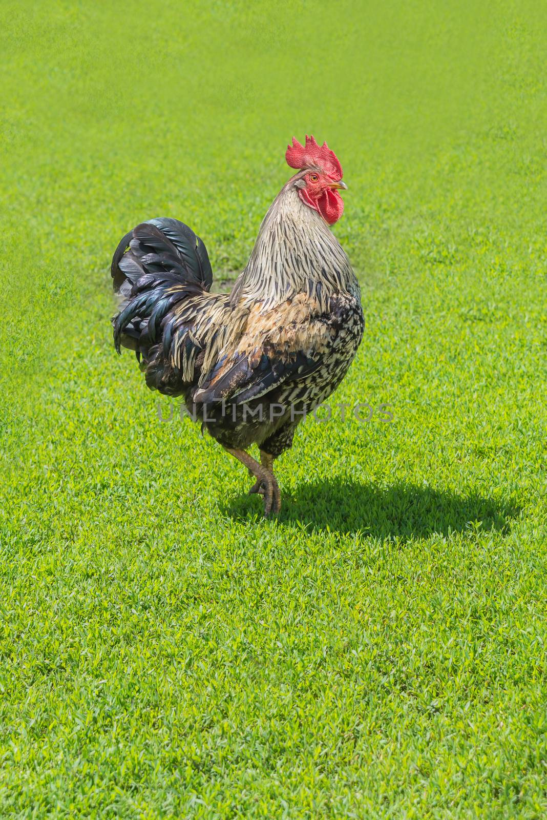 Beautiful light cock with splendid scarlet crest and black tail walking on green grass outdoors