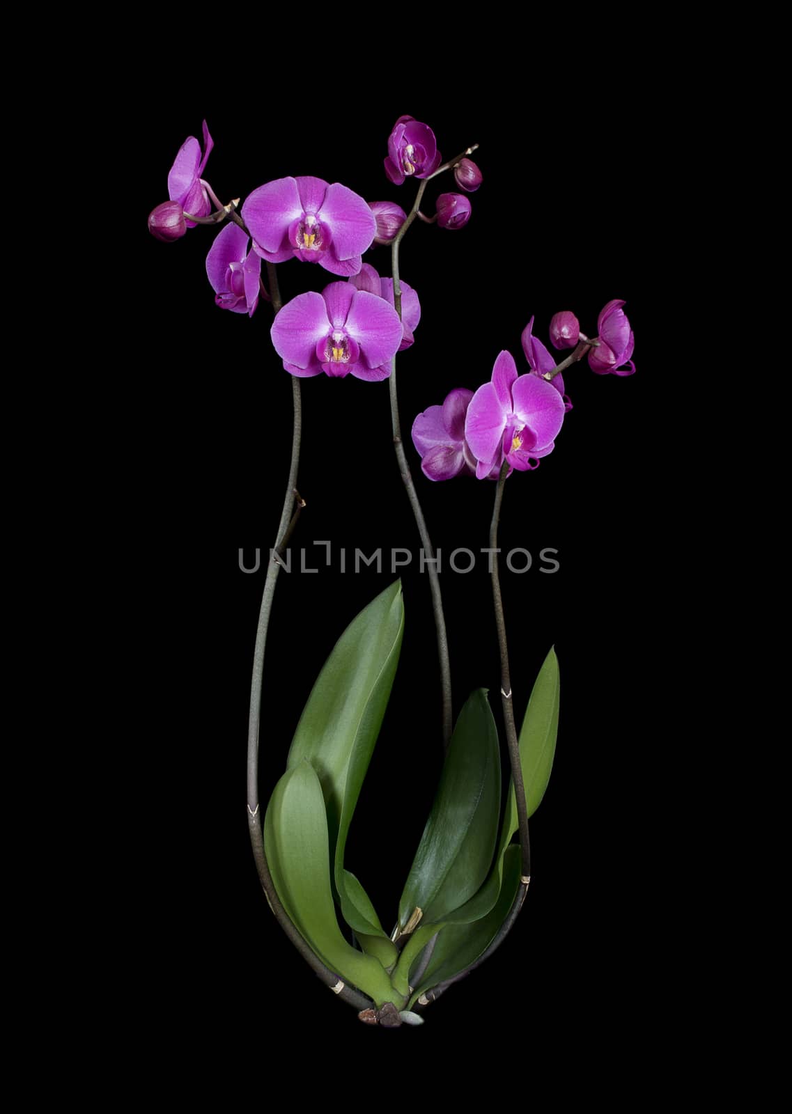 Purple phalaenopsis orchid flower isolated on a black background