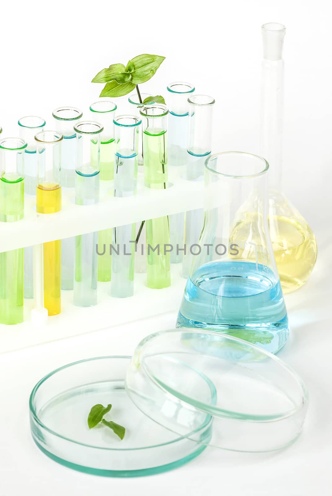 Sprout  in vitro by Epitavi