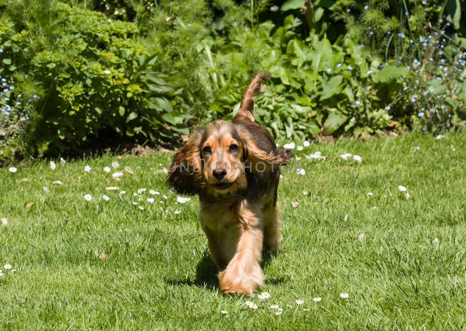 Six-month-old Sable-coloured English Show Cocker Spaniel Puppy running with ears flapping.