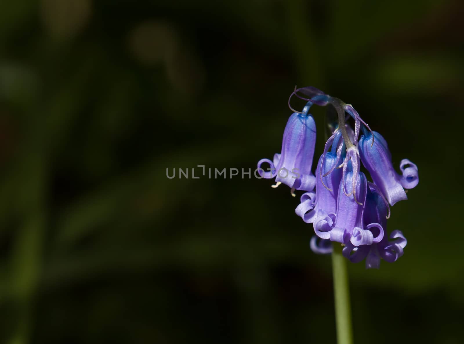 Close-up detail of Common Bluebell, native to Great Britain and Europe