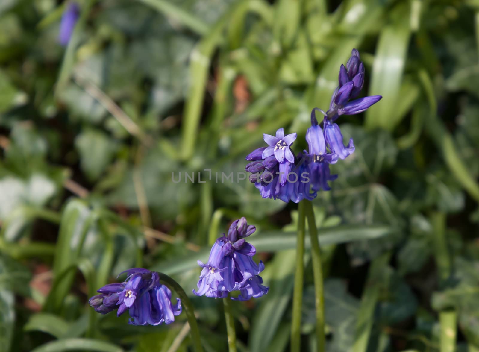 Native English Bluebells in countryside