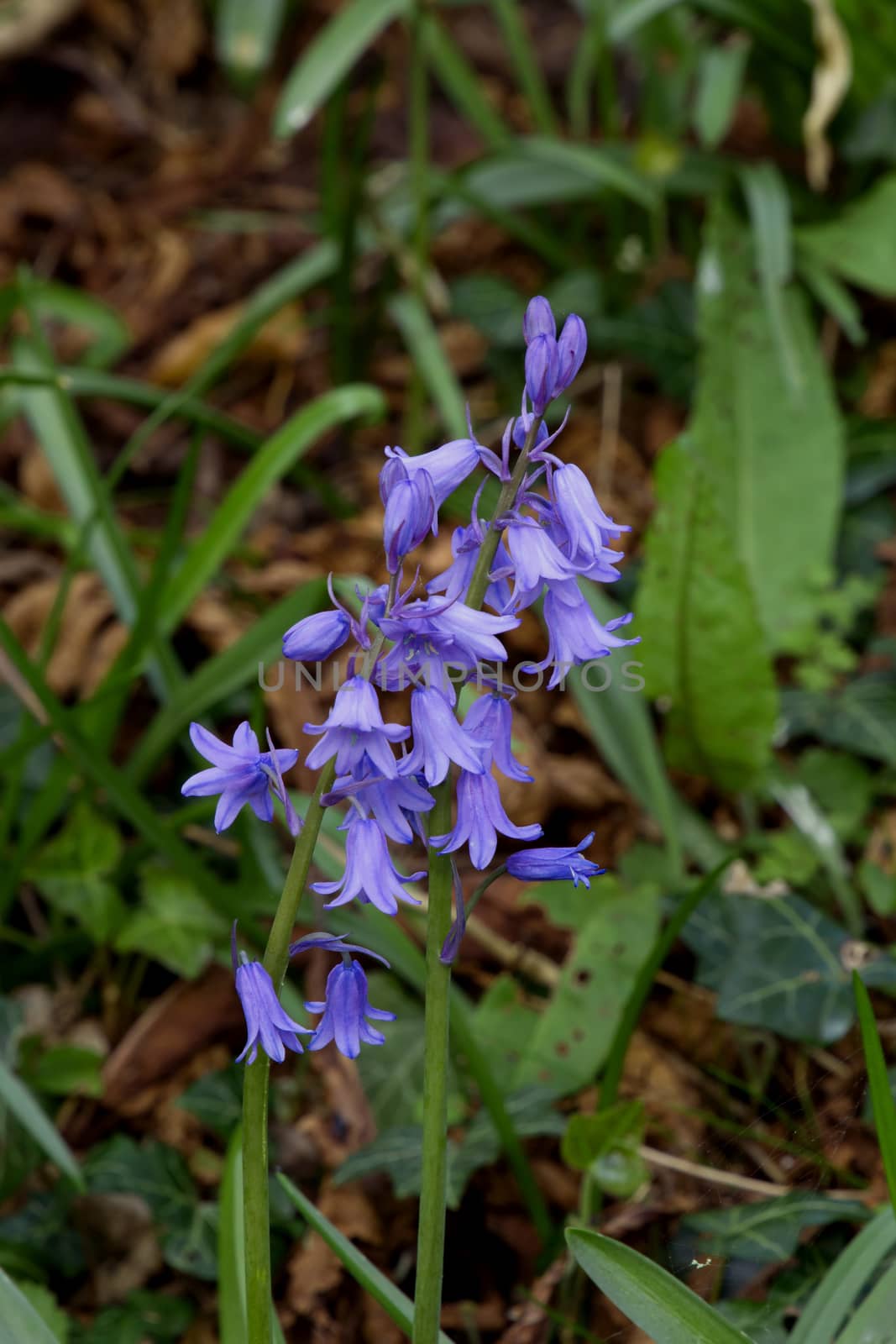 Invasive Spanish Bluebells in English countryside