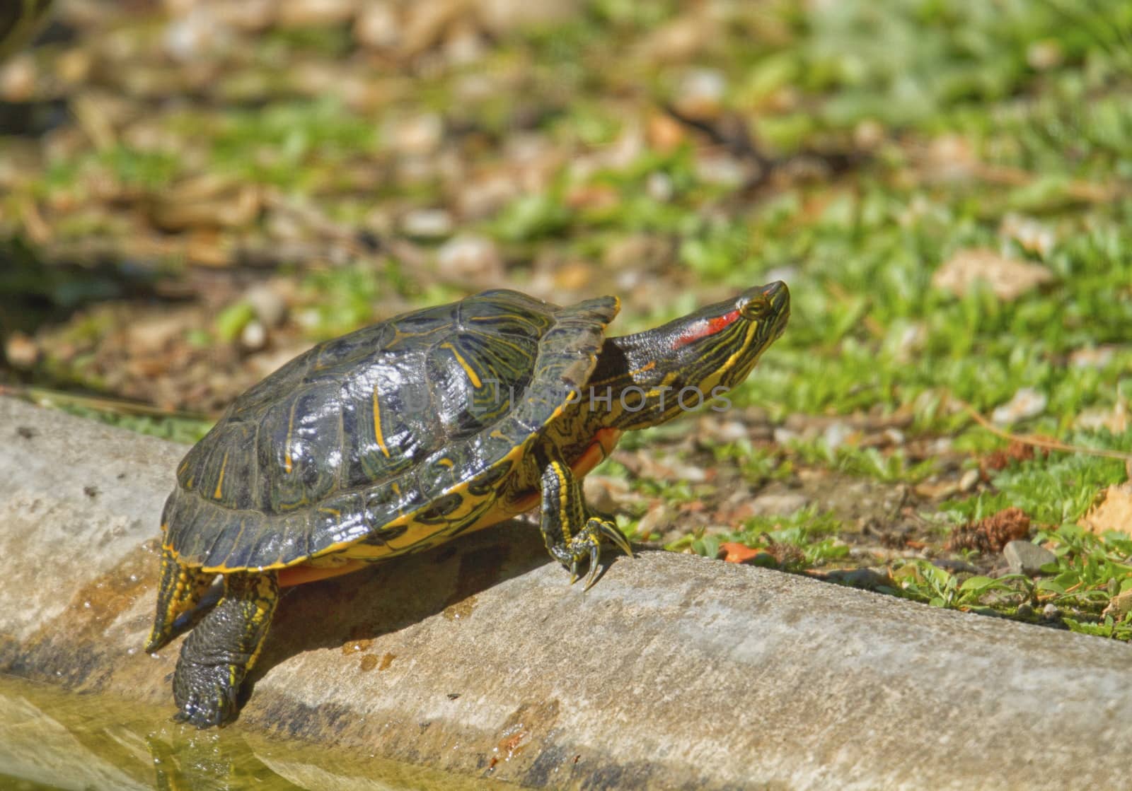 Red-eared slider turtle and sun and water