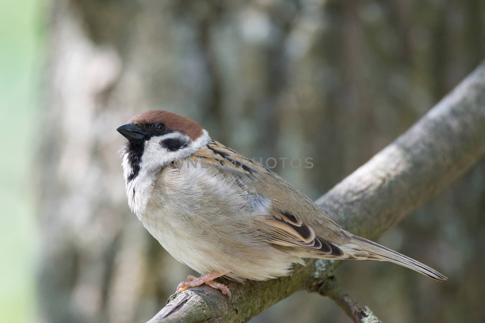 The photo shows a sparrow on a branch