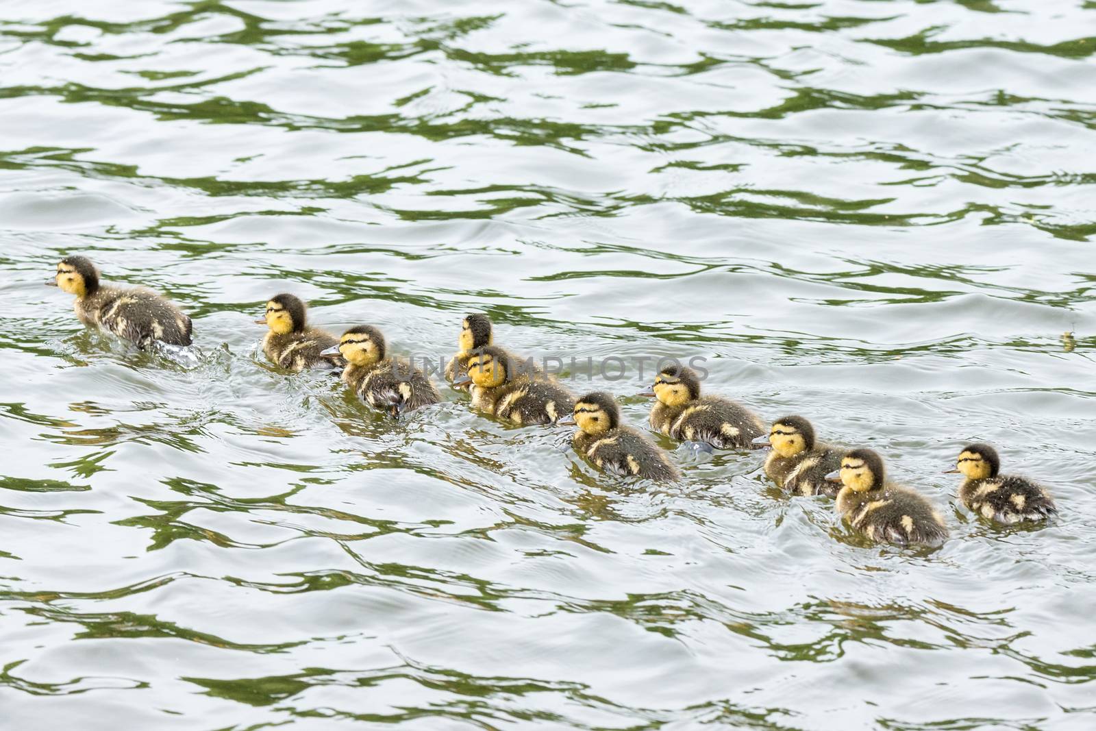 duckling in the pond by AlexBush