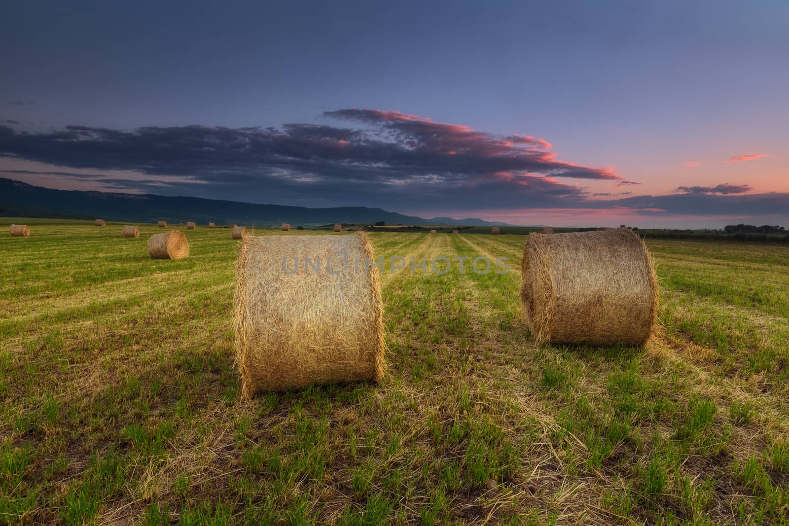 Harvest time, bundles in the field by aruizhu