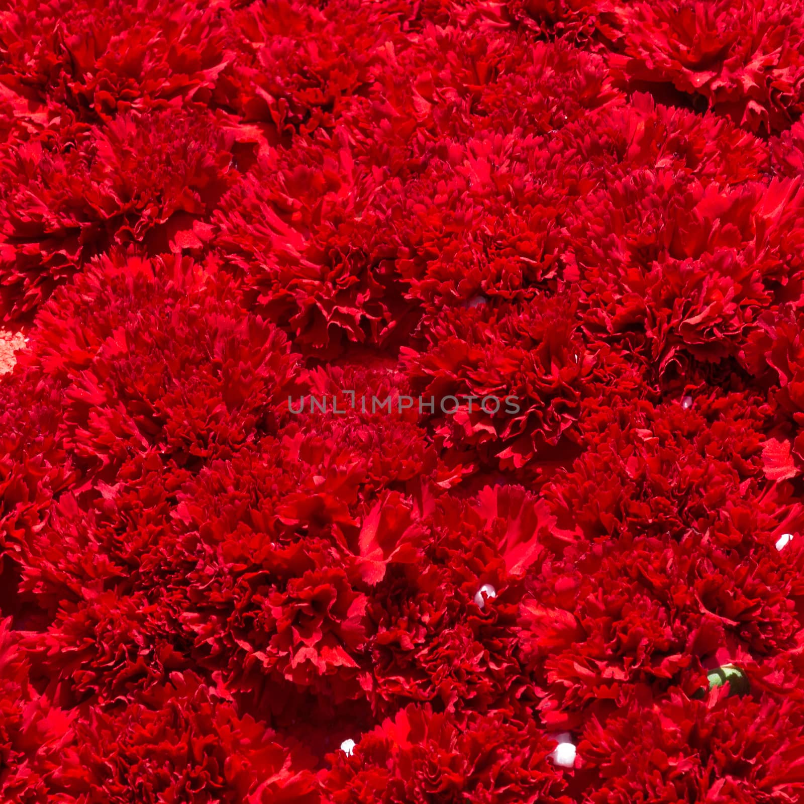 Bouquet of red flowers carnation for use as nature background.