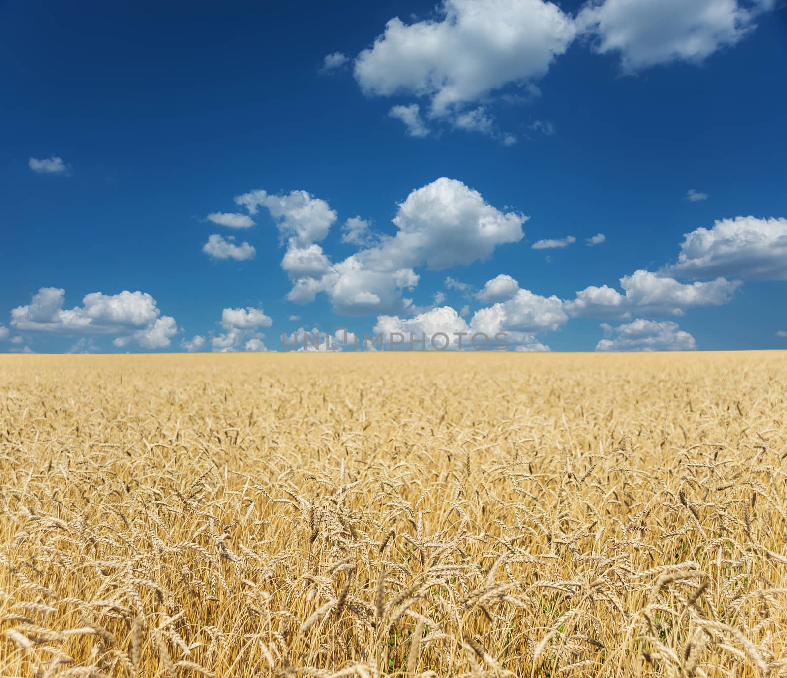 Field of ripe wheat and sky with clouds by Epitavi